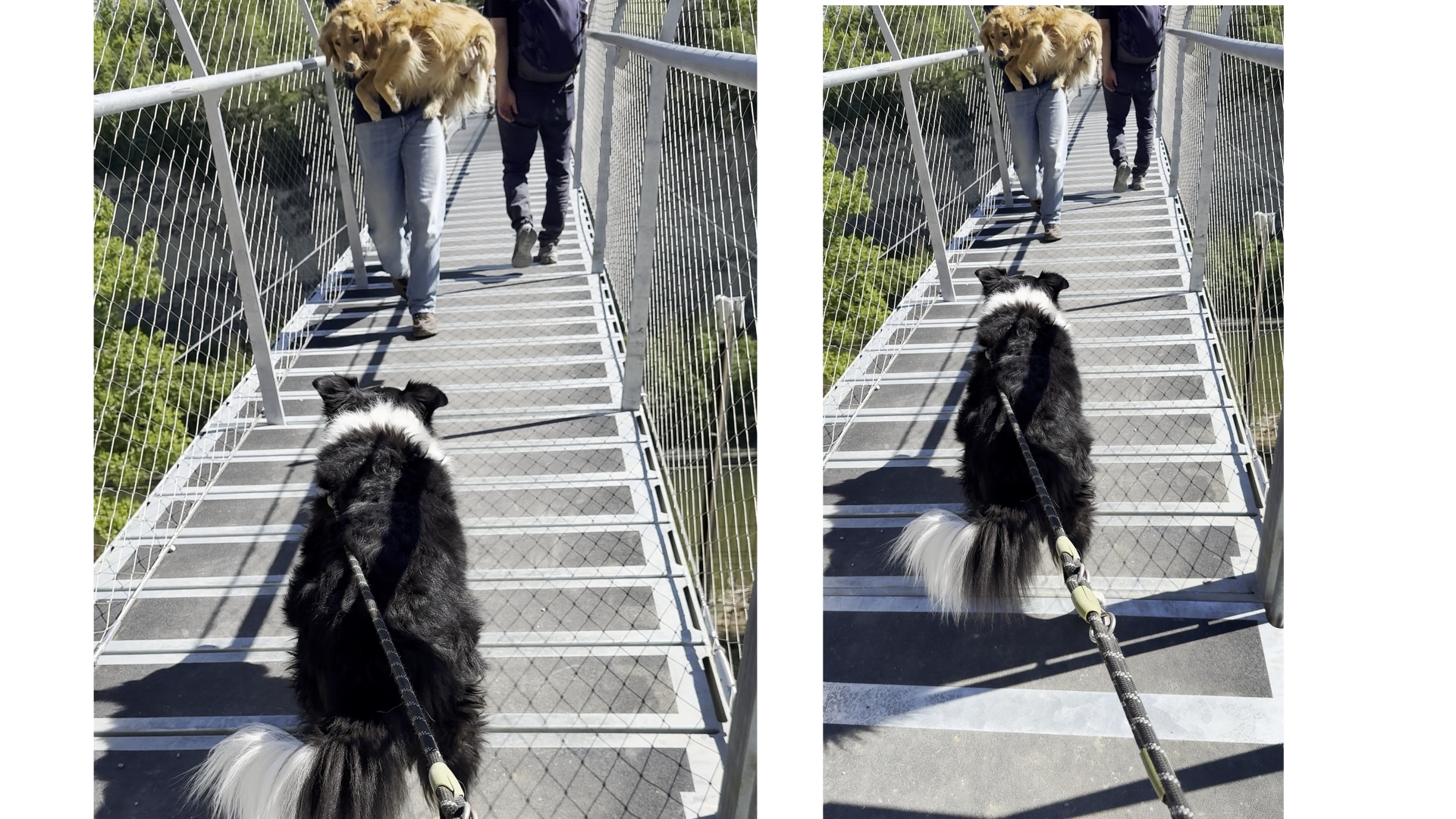 犬連れはOK？