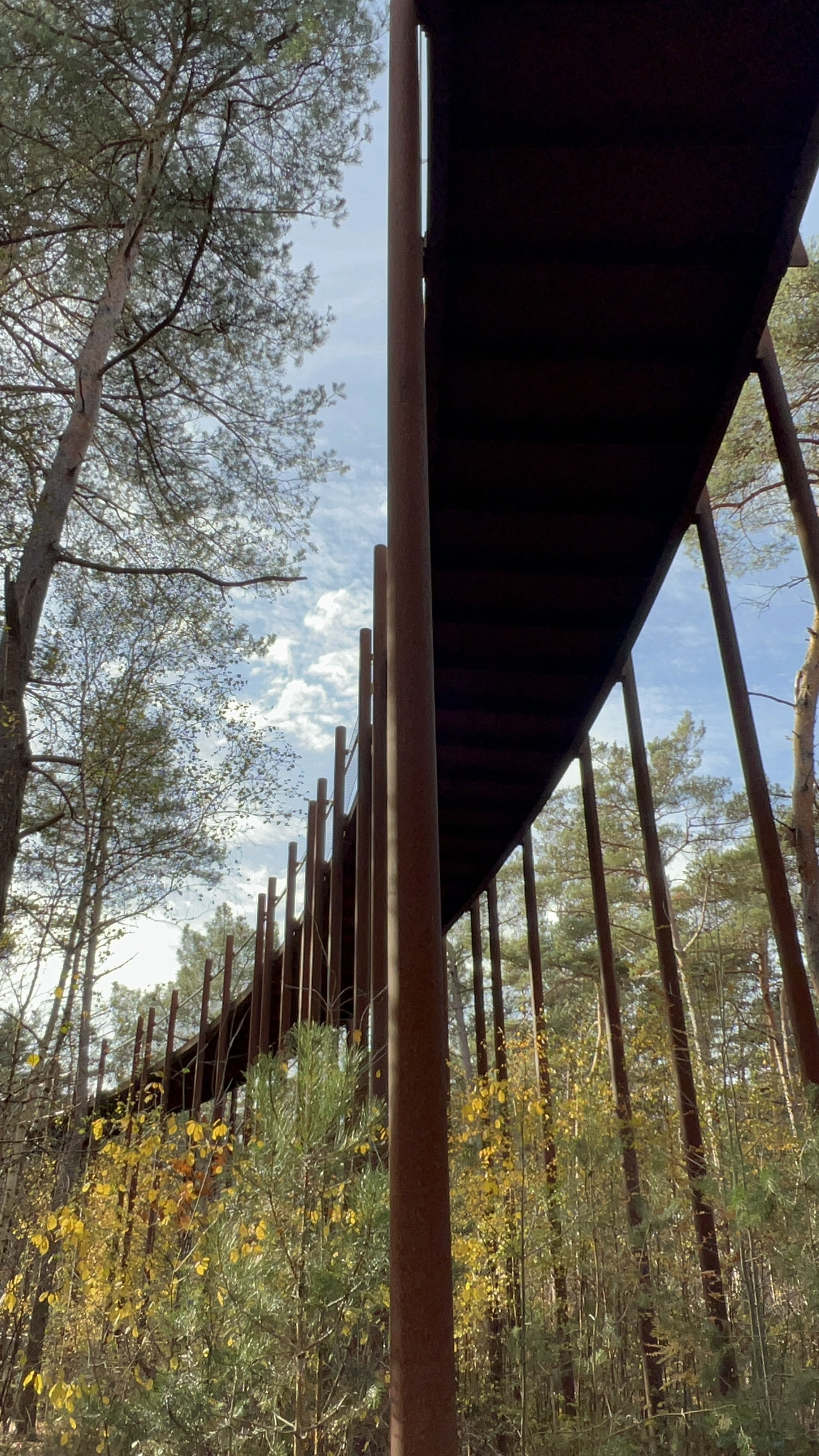 森の散策路を抜けて、リングへ